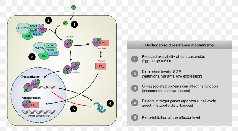 Glucocorticoid Receptor Corticosteroid Mechanism Of Action, PNG, 1280x708px, Glucocorticoid, Anabolic Steroid, Anabolism, Corticosteroid, Cortisone Download Free