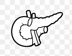 Pancreas - Pancreas Drawing Human Body Coloring Book Liver PNG