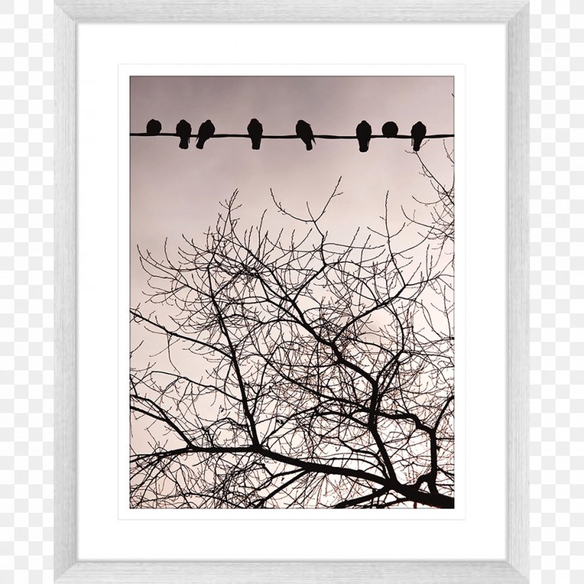 Picture Frames, PNG, 1000x1000px, Picture Frames, Bird, Black And White, Branch, Flower Download Free