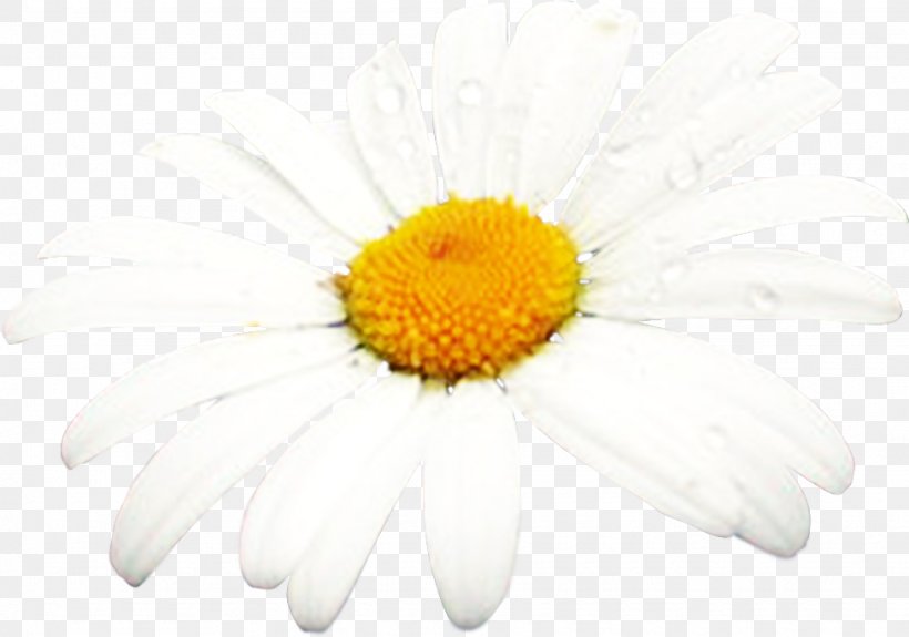 Sunscreen Oxeye Daisy Chrysanthemum Sunburn Melasma, PNG, 975x684px, Sunscreen, Aster, Chamaemelum Nobile, Chamomiles, Chrysanthemum Download Free