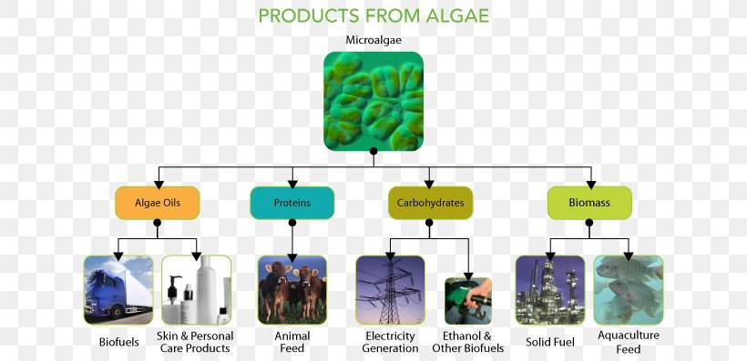 Microalgae Cellana Protein, PNG, 650x397px, Algae, Carbohydrate, Communication, Conservation, Embryophyta Download Free