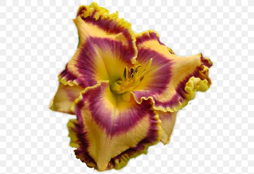 Petal Clip Art Irises Flower, PNG, 564x564px, Petal, Daylily, Flower, Flowering Plant, Fractal Download Free