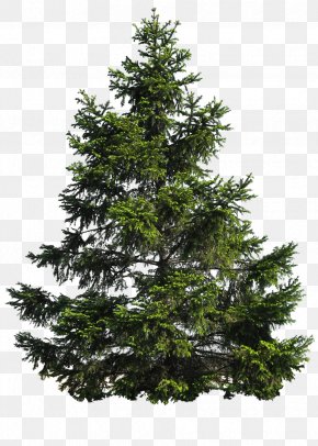 Tall Trees Images Tall Trees Transparent Png Free Download