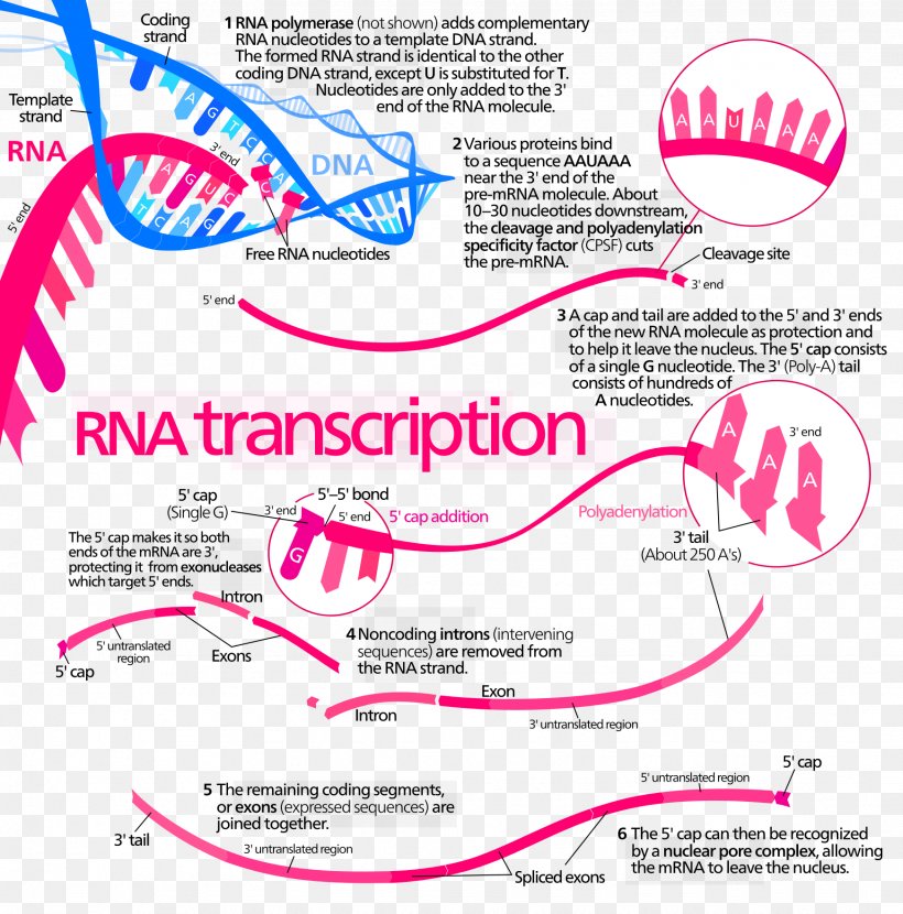 Transcription Protein Biosynthesis DNA RNA Translation, PNG, 1743x1766px, Transcription, Area, Bacterial Transcription, Biology, Biosynthesis Download Free