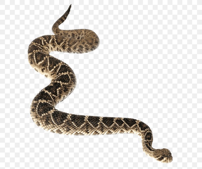Western Diamondback Rattlesnake Eastern Diamondback Rattlesnake Clip Art, PNG, 640x687px, Snake, Boa Constrictor, Boas, Carpet Python, Colubridae Download Free