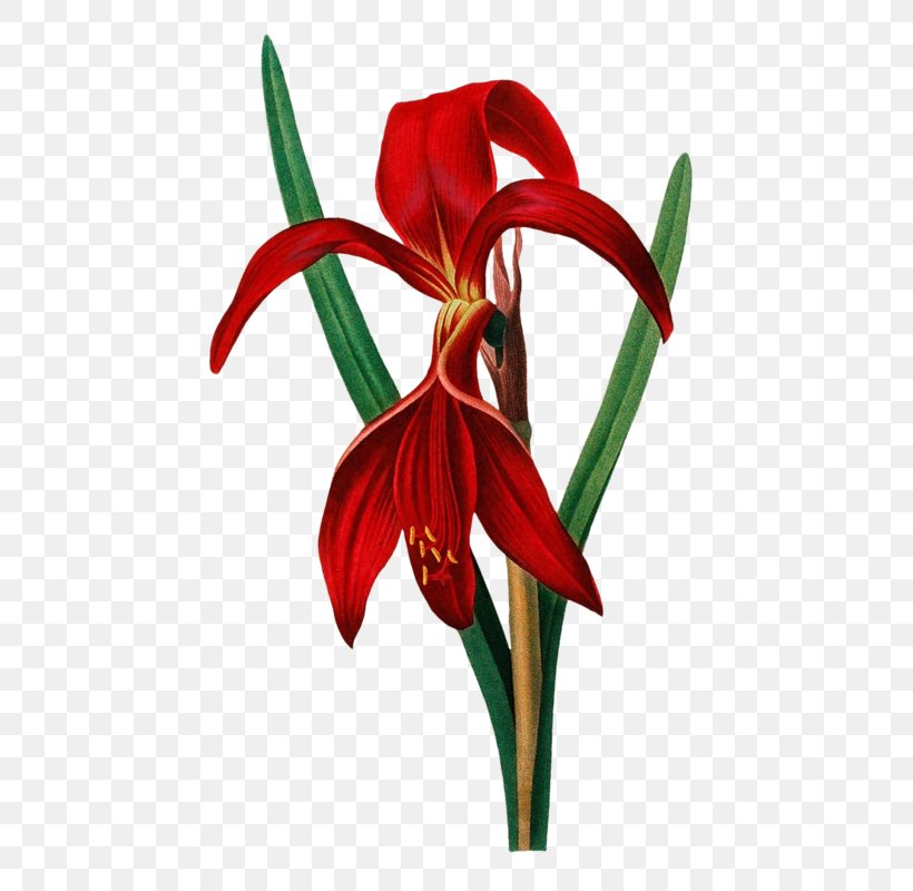 Amaryllis Cut Flowers, PNG, 528x800px, Amaryllis, Amaryllis Belladonna, Amaryllis Family, Coreldraw, Cut Flowers Download Free