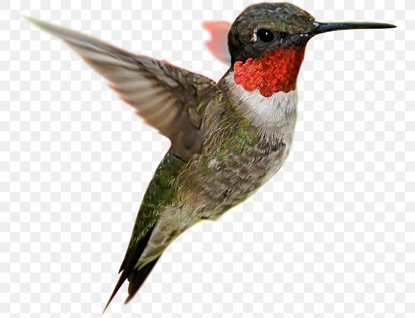Hummingbird Desktop Wallpaper Flight Feather, PNG, 751x630px, Hummingbird, Animal, Beak, Bird, Fauna Download Free
