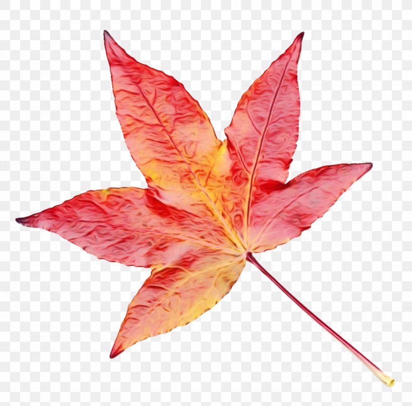 Red Maple Leaf, PNG, 902x889px, Watercolor, Autumn, Autumn Leaf Color, Black Maple, Deciduous Download Free