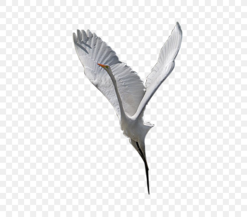 Bird Crane Wing Beak Feather, PNG, 480x720px, Bird, Beak, Crane, Crane Like Bird, Feather Download Free