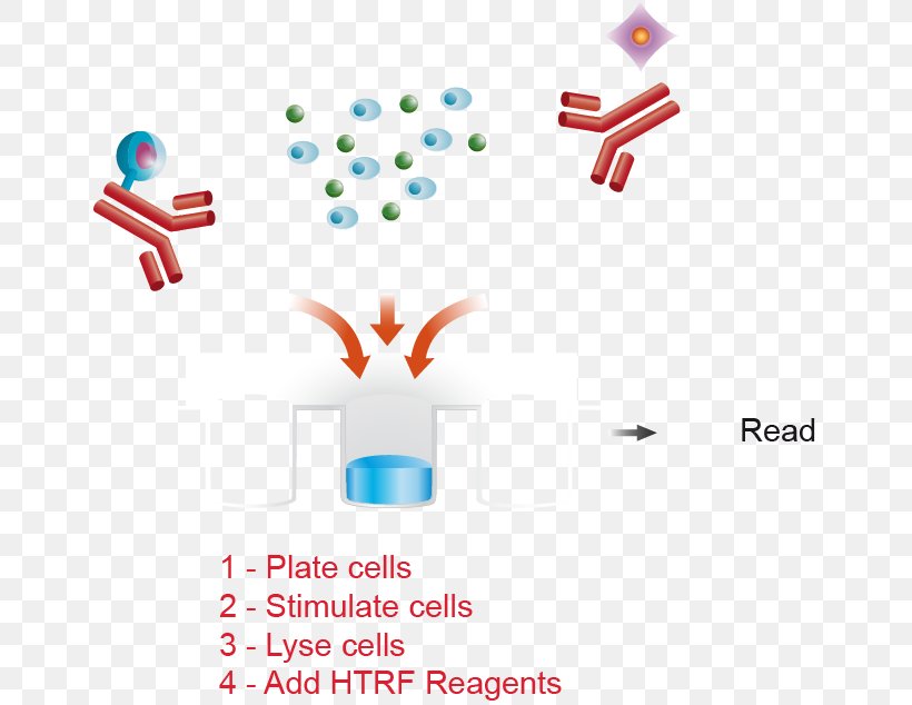 Cell Culture Assay ERBB3 Clip Art, PNG, 651x634px, Cell, Area, Assay, Bradford Protein Assay, Brand Download Free