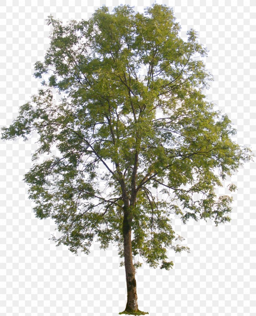 Populus Nigra American Sycamore Tree Populus Sect. Aigeiros, PNG, 974x1200px, Populus Nigra, American Sycamore, Arecaceae, Birch, Branch Download Free