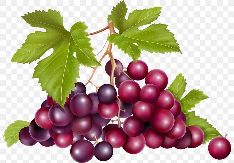 Grape Raceme Euclidean Vector Fruit, PNG, 800x571px, Grape, Berry, Currant, Food, Fruit Download Free