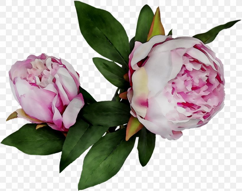 Peony Cut Flowers Garden Roses Flower Bouquet, PNG, 1367x1081px, Peony, Cabbage Rose, Chinese Peony, Common Peony, Cut Flowers Download Free