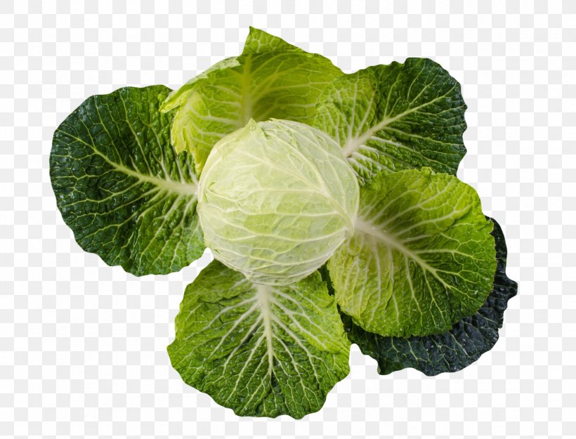 Spring Greens Savoy Cabbage Collard Greens Vegetable, PNG, 1368x1044px, Cabbage, Chinese Cabbage, Collard Greens, Food, Herb Download Free