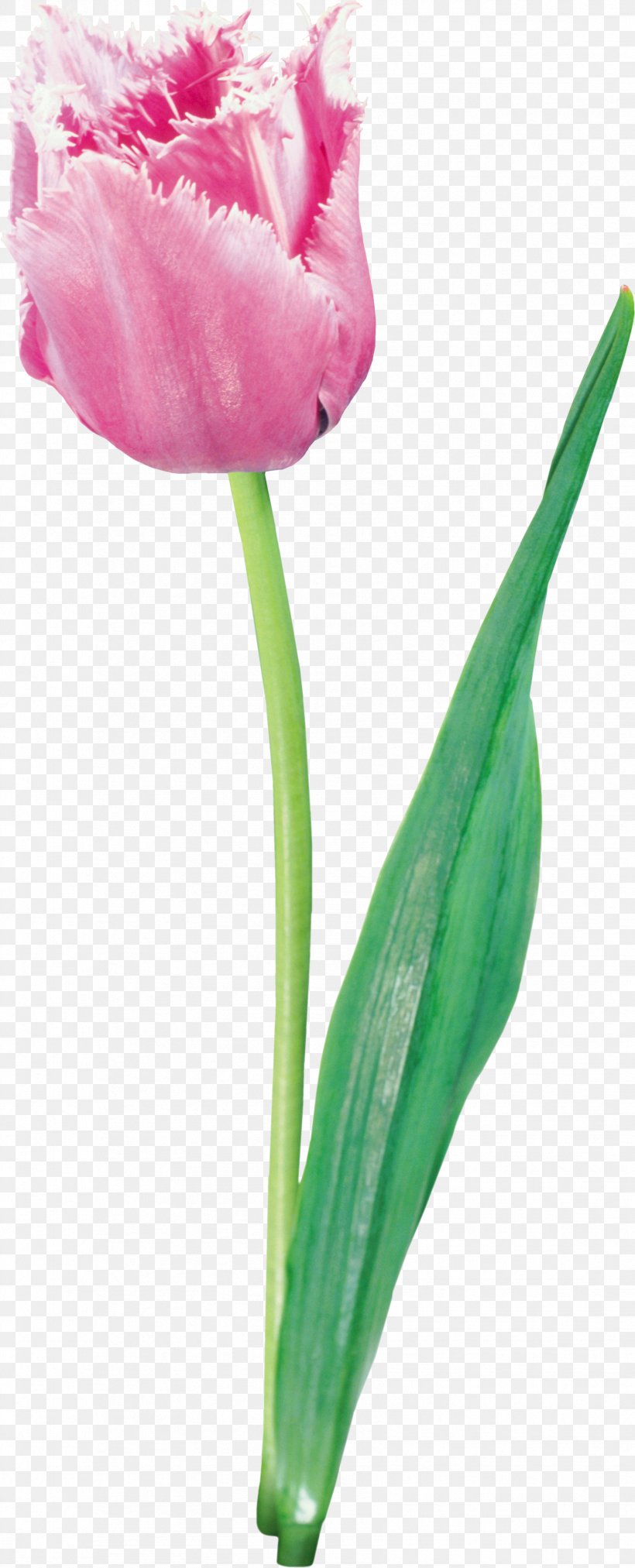 Tulip Pink Flowers, PNG, 1701x4202px, Tulip, Blume, Bud, Cut Flowers, Flower Download Free