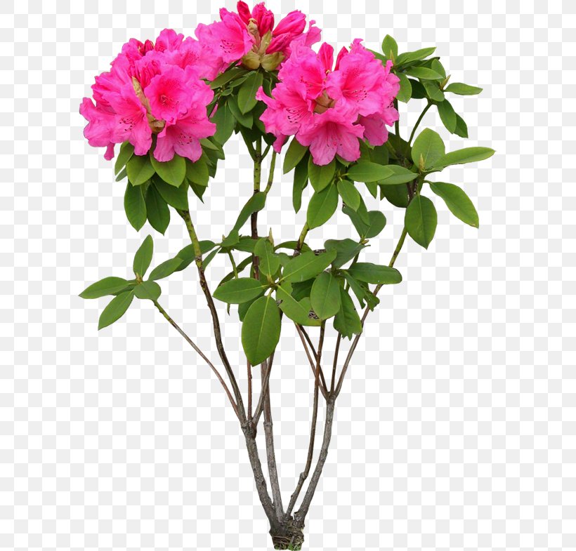 Cut Flowers Plant Clip Art, PNG, 597x785px, Flower, Annual Plant, Azalea, Branch, Cut Flowers Download Free