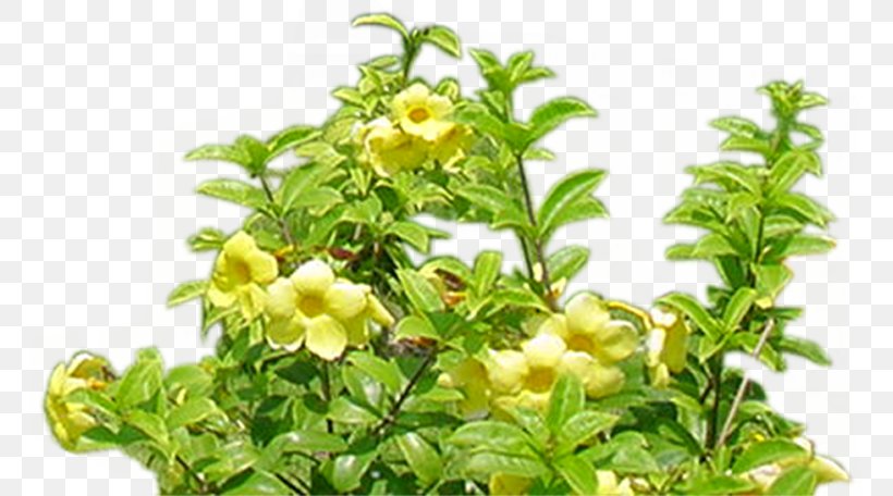 Flower Garden Gardening, PNG, 766x456px, Flower, Flower Garden, Flowering Plant, Garden, Garden Roses Download Free