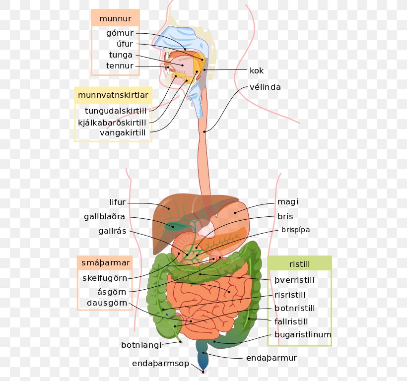 Human Digestive System Gastrointestinal Tract Digestion Diagram Human Body, PNG, 555x768px, Watercolor, Cartoon, Flower, Frame, Heart Download Free