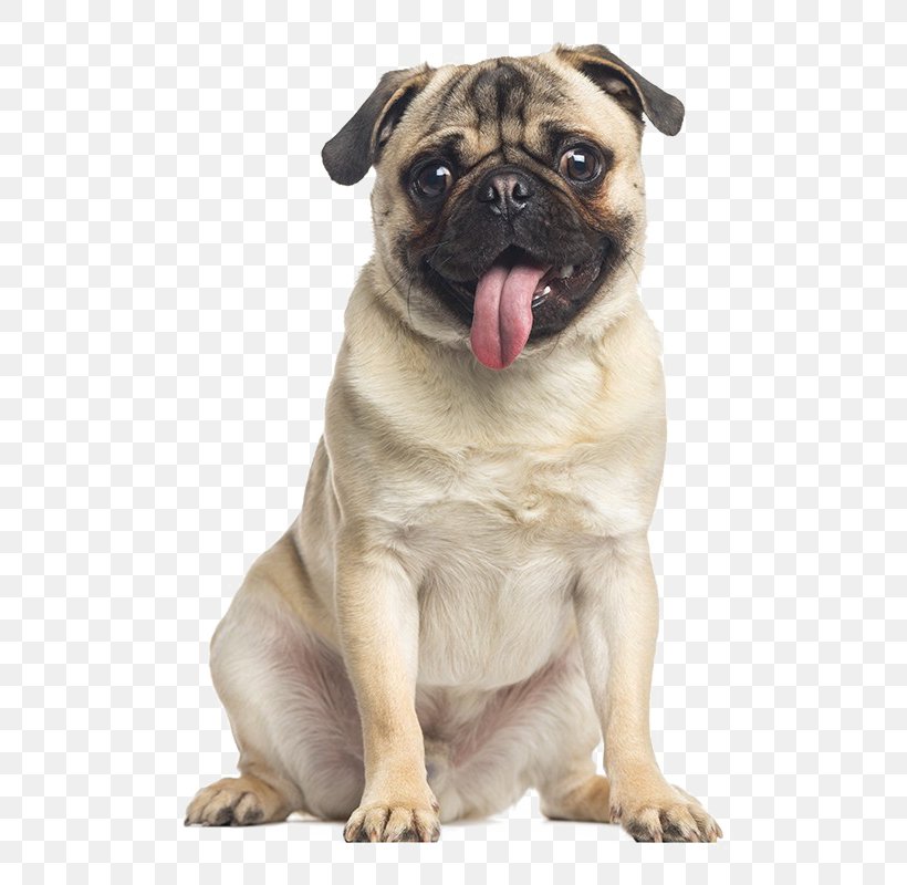 Puggle Beagle Puppy Pet Sitting, PNG, 800x800px, Pug, Beagle, Carnivoran, Companion Dog, Dog Download Free