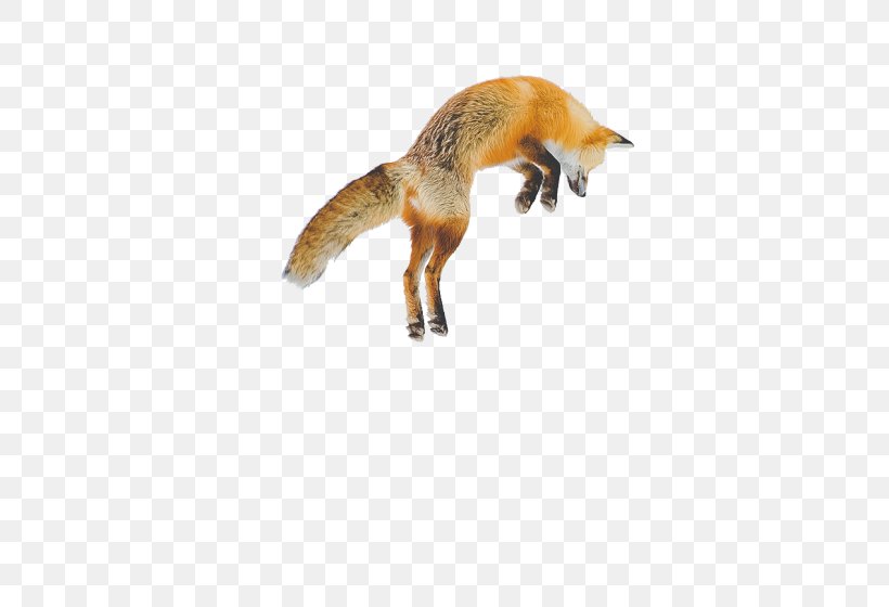 Arctic Fox Red Fox Jumping Nine-tailed Fox, PNG, 500x560px, Arctic Fox, Animal, Carnivoran, Dog Like Mammal, Fauna Download Free