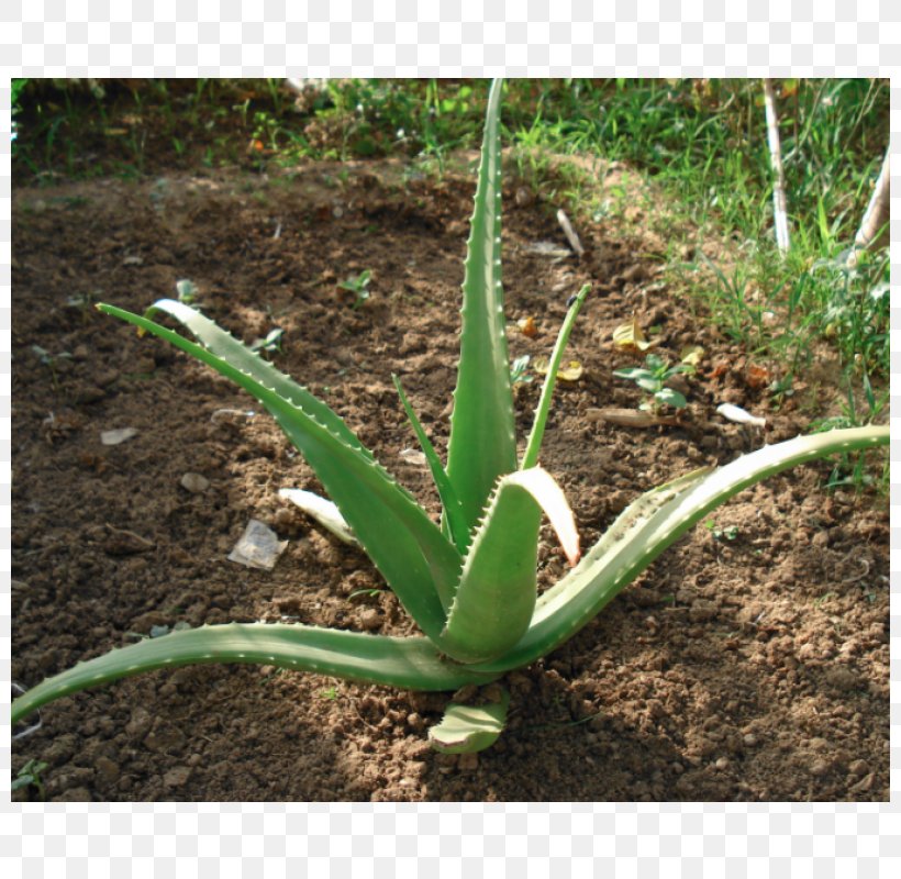 Aloe Vera Succulent Plant Gel Medicinal Plants, PNG, 800x800px, Aloe Vera, Agave, Agave Azul, Algae, Aloe Download Free