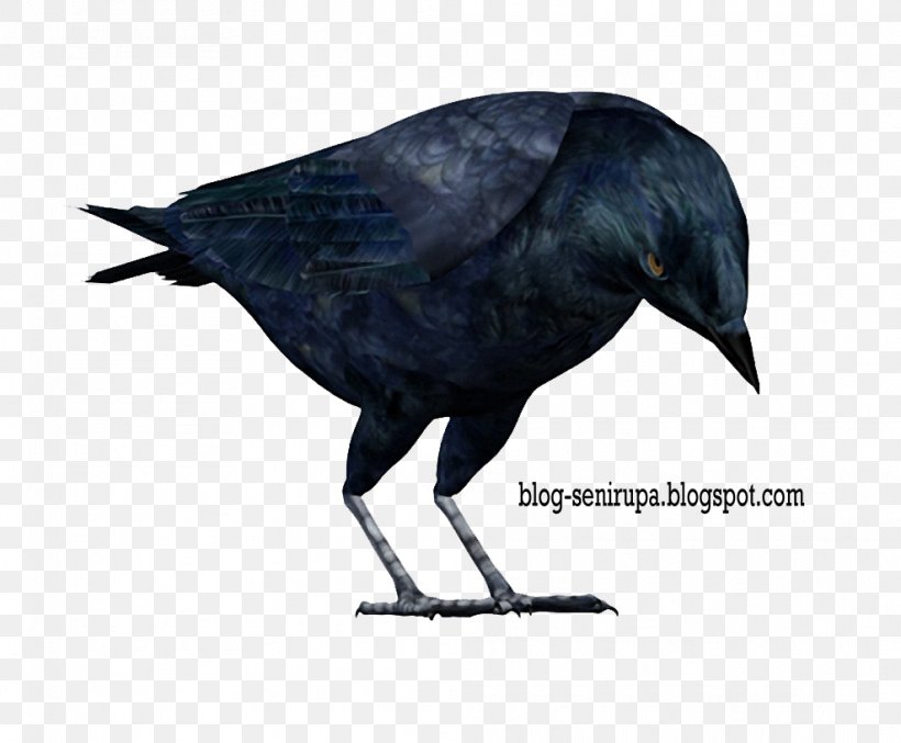 American Crow Rook The Raven Bird The Complete Works, PNG, 988x816px, American Crow, Beak, Bird, Black Cat, Book Download Free