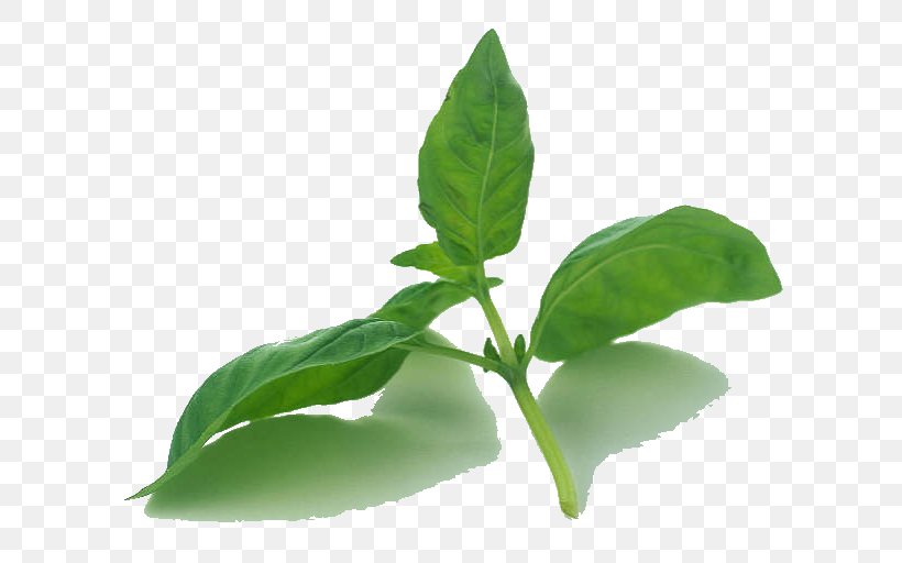 Basil Leaf Plants Mint Herbaceous Plant, PNG, 648x512px, Basil, Cholesterol, Flower, Herb, Herbaceous Plant Download Free
