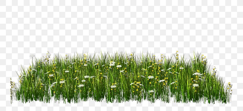 Clip Art Image Openclipart Download, PNG, 750x375px, Photography, Commodity, Flower, Grass, Grass Family Download Free