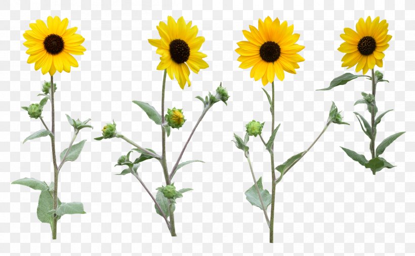 Common Sunflower Clip Art, PNG, 2416x1492px, Common Sunflower, Annual Plant, Chamaemelum Nobile, Daisy Family, Flower Download Free