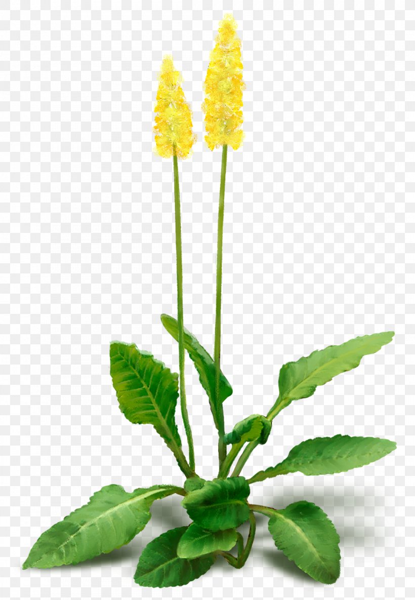 Flower Plant Desktop Wallpaper Clip Art, PNG, 1107x1600px, Flower, Cut Flowers, Flowering Plant, Flowerpot, Herbaceous Plant Download Free