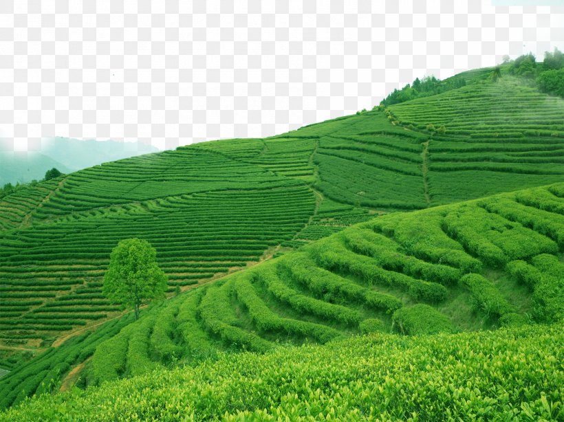 Green Tea Longjing Tea Biluochun Kuding, PNG, 1890x1417px, Tea, Agriculture, Biluochun, Black Tea, Camellia Sinensis Download Free