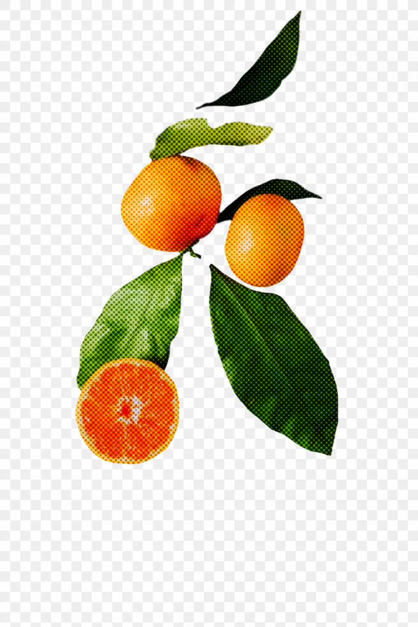 Orange, PNG, 1200x1799px, Chenpi, Bitter Orange, Calamansi, Fruit, Kumquat Download Free