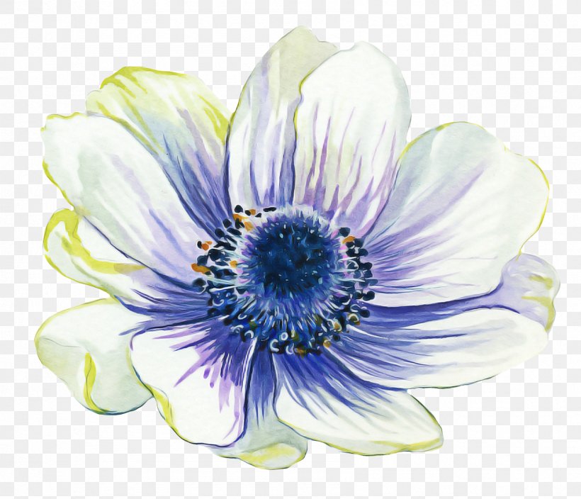 Blue Watercolor Flowers, PNG, 1686x1448px, Common Daisy, African Daisy, Anemone, Anemone Apennina, Blue Download Free