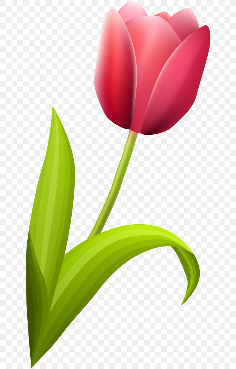 Flowering Plant Tulip Liliaceae, PNG, 644x1280px, Flowering Plant, Close Up, Closeup, Computer, Flower Download Free