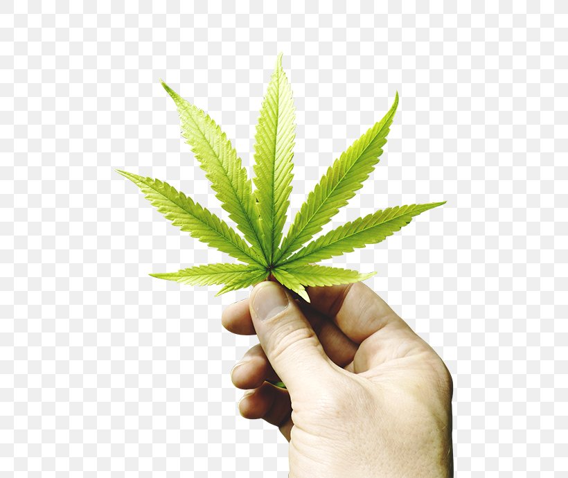 Medical Cannabis Medical Marijuana Card Cannabis Shop Dispensary, PNG, 490x690px, Medical Cannabis, Budtender, Cannabis, Cannabis Sativa, Cannabis Shop Download Free