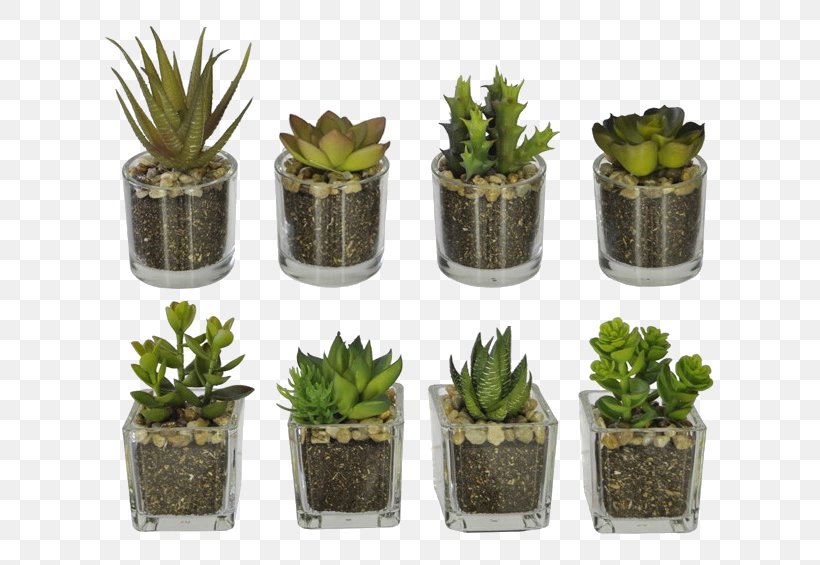 Cactaceae Flowerpot Succulent Plant Vase Glass, PNG, 632x565px, Cactaceae, Cactus, Clay, Fiber, Flower Download Free