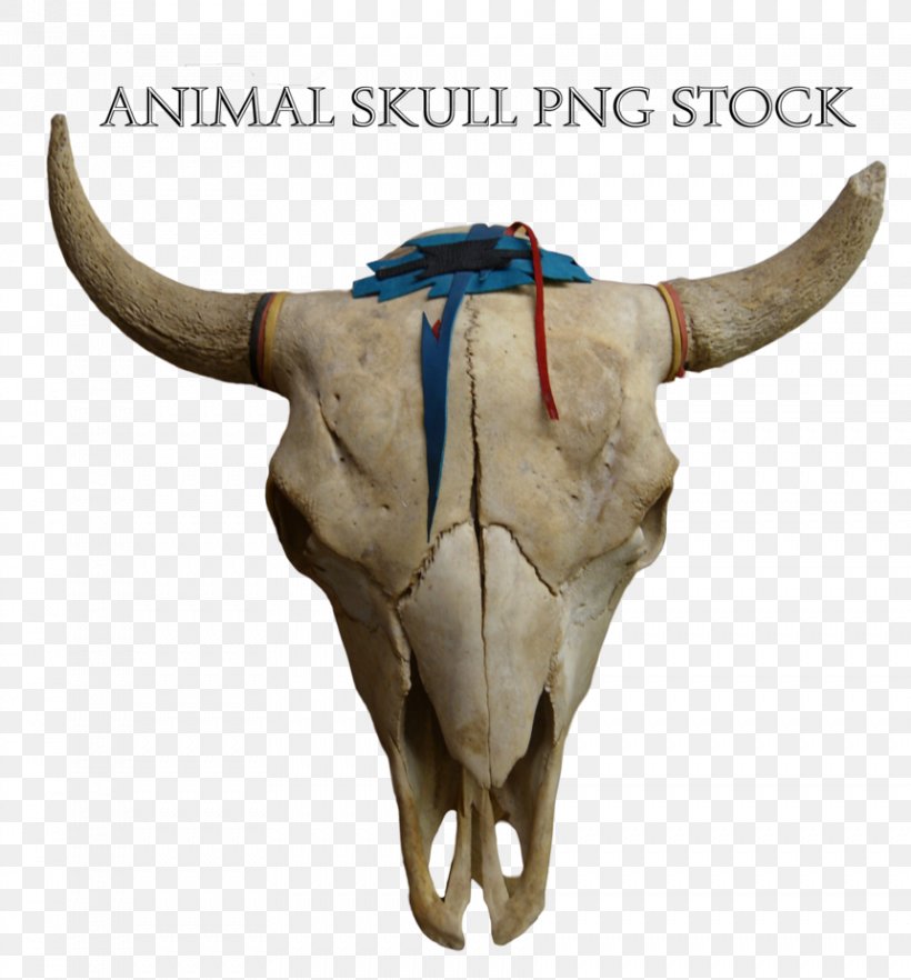 Cattle Animal Skulls Pronghorn, PNG, 861x927px, Cattle, Animal, Animal Skulls, Antler, Bone Download Free