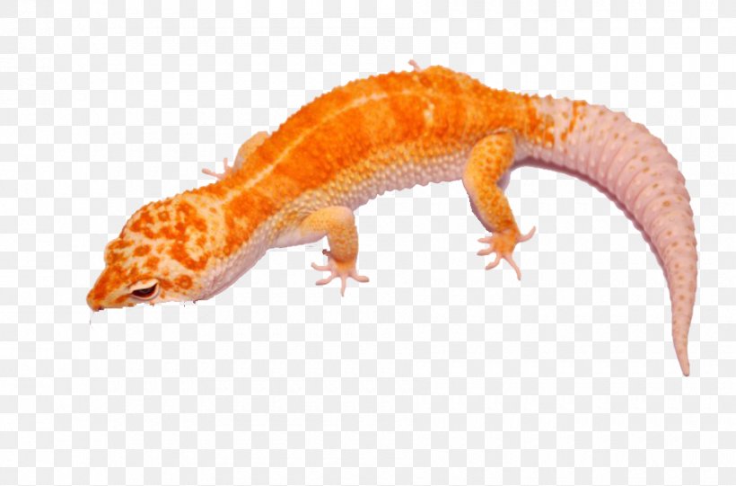 Gecko Lizard, PNG, 900x594px, Gecko, Lizard, Orange, Organism, Reptile Download Free