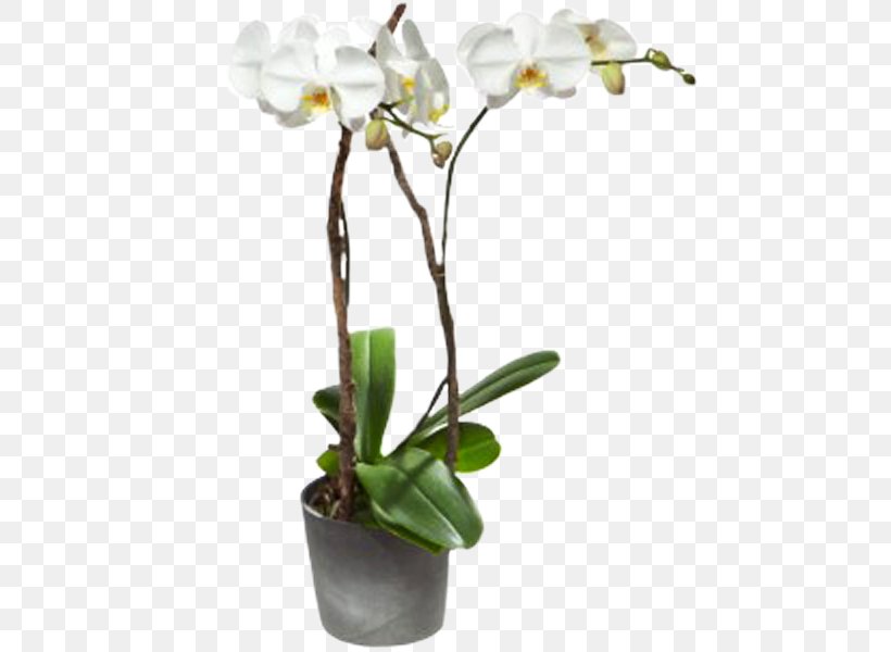 Interflora Moth Orchids Flower Floristry, PNG, 600x600px, Interflora, Blume, Branch, Cattleya, Cut Flowers Download Free