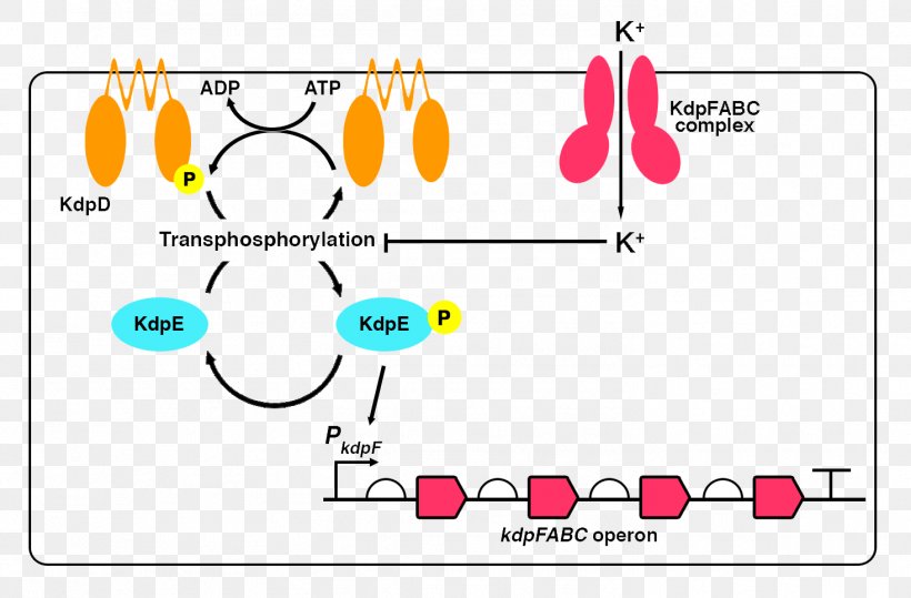 International Genetically Engineered Machine Potassium E. Coli Membrane Transport Protein Operon, PNG, 1468x966px, Watercolor, Cartoon, Flower, Frame, Heart Download Free