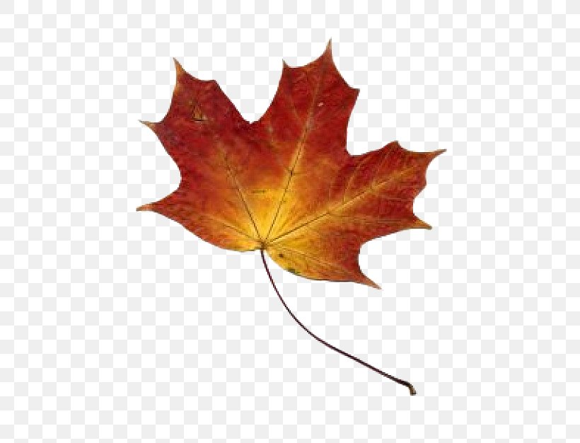 Southern Hemisphere Autumn Leaf Color Tree, PNG, 452x626px, Southern Hemisphere, Autumn, Autumn Leaf Color, Leaf, Maple Download Free