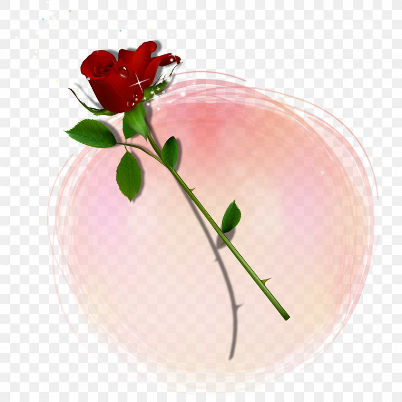 Valentine's Day Rose, PNG, 1500x1500px, Valentine S Day, Flower, Flowering Plant, Petal, Pink Download Free