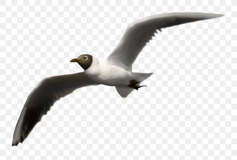 Bird Clip Art, PNG, 994x673px, Bird, Beak, Charadriiformes, Ducks Geese And Swans, Fauna Download Free
