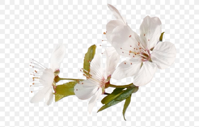 Blossom Fruit Tree, PNG, 650x524px, Blossom, Alstroemeriaceae, Apple, Apples, Branch Download Free