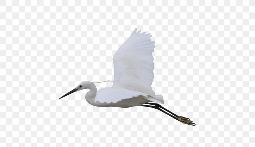 Water Bird Crane Beak Seabird, PNG, 1318x760px, Bird, Beak, Crane, Crane Like Bird, Feather Download Free