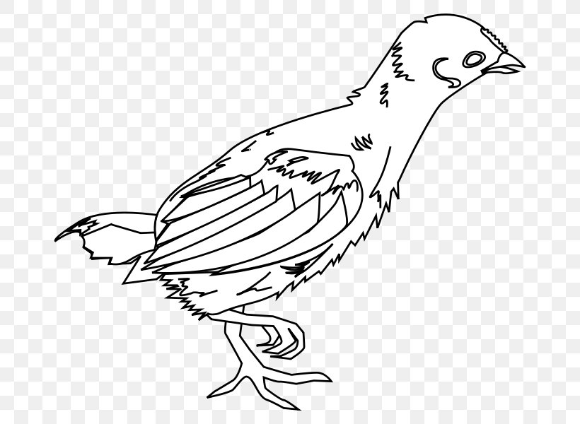 Chicken Broiler Kifaranga Drawing Poultry, PNG, 800x600px, Chicken, Art, Artwork, Beak, Bird Download Free