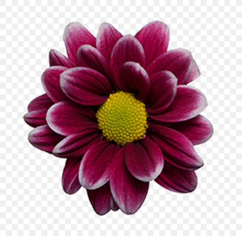 Dahlia Marguerite Daisy Chrysanthemum Cut Flowers Transvaal Daisy, PNG, 800x800px, Dahlia, Argyranthemum, Chrysanthemum, Chrysanths, Cut Flowers Download Free