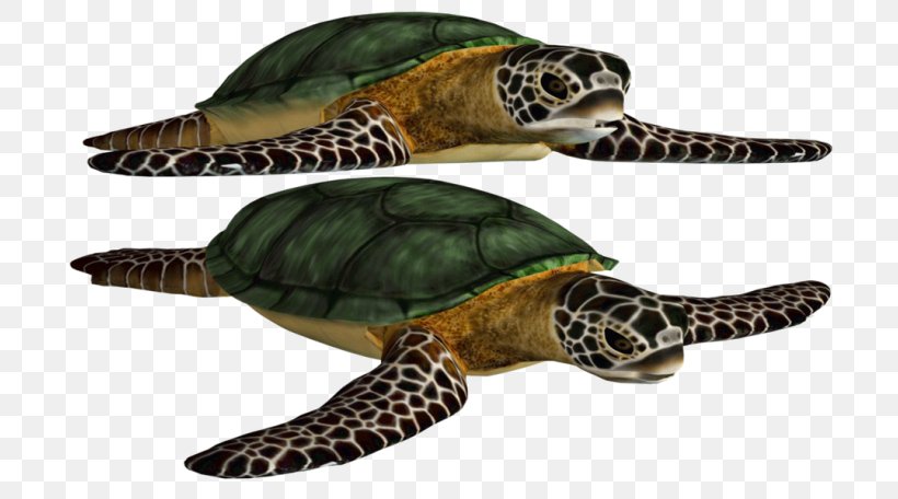 Loggerhead Sea Turtle Green Sea Turtle Image, PNG, 728x456px, Turtle, Box Turtle, Box Turtles, Caretta, Chelydridae Download Free