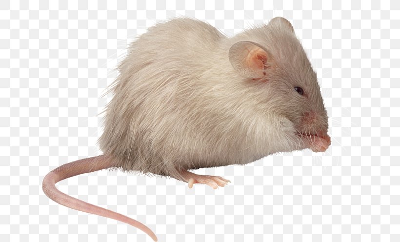 Mouse Brown Rat Pet, PNG, 650x496px, Mouse, Black Rat, Brown Rat, Fauna, Fur Download Free