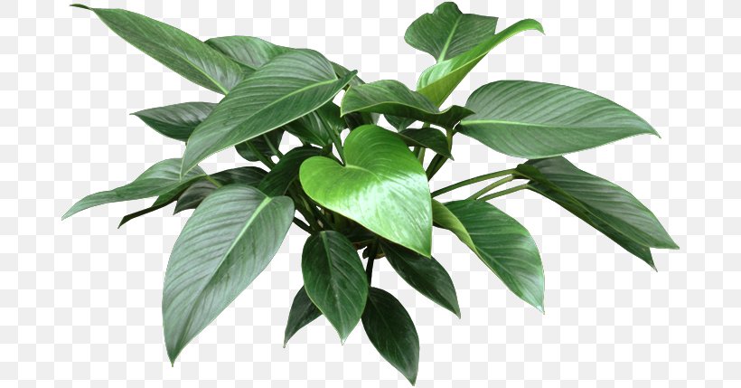 Philodendron Bipinnatifidum Houseplant Garden Dumb Canes Swiss Cheese Plant, PNG, 688x429px, Philodendron Bipinnatifidum, Arum, Dumb Canes, Elephant Ear, Garden Download Free